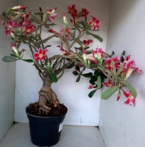 LEILÃO Nº 495 - Imagem 14