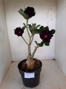 LEILÃO Nº 497 - Imagem 2