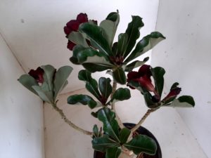 LEILÃO Nº 497 - Imagem 5