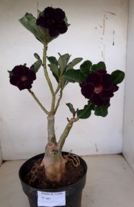 LEILÃO Nº 497 - Imagem 13