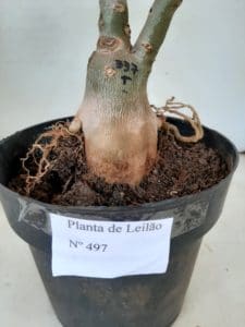 LEILÃO Nº 497 - Imagem 12