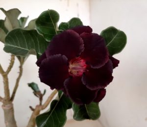 LEILÃO Nº 497 - Imagem 11