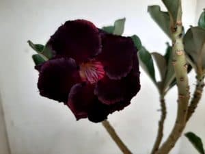 LEILÃO Nº 497 - Imagem 10