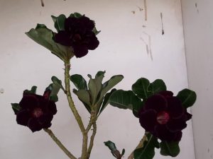 LEILÃO Nº 497 - Imagem 9