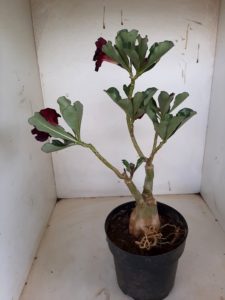 LEILÃO Nº 497 - Imagem 8