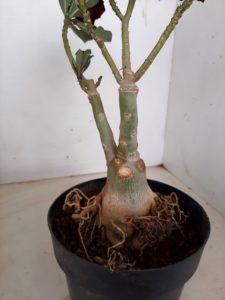 LEILÃO Nº 497 - Imagem 6