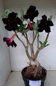 LEILÃO Nº 500 - Imagem 12