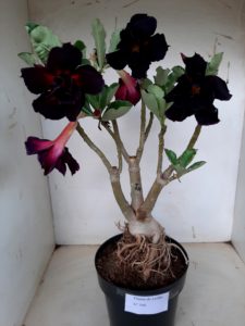 LEILÃO Nº 500 - Imagem 11