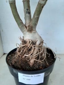 LEILÃO Nº 500 - Imagem 10