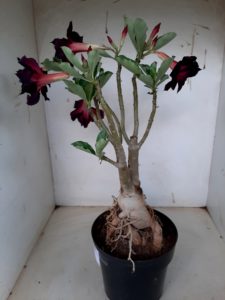 LEILÃO Nº 500 - Imagem 9