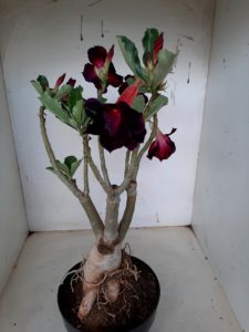 LEILÃO Nº 500 - Imagem 8