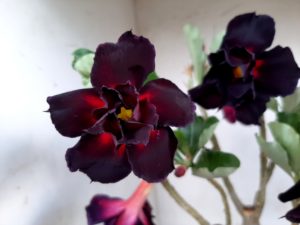 LEILÃO Nº 500 - Imagem 6