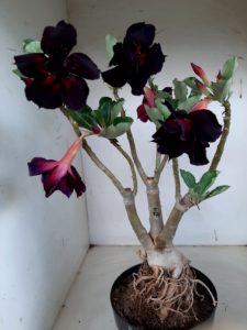 LEILÃO Nº 500 - Imagem 5