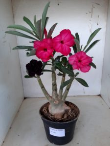 LEILÃO Nº 501 - Imagem 2