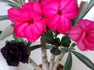 LEILÃO Nº 501 - Imagem 6