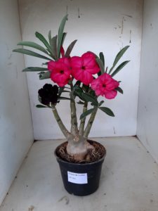 LEILÃO Nº 501 - Imagem 14