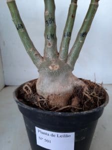 LEILÃO Nº 501 - Imagem 13