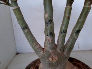 LEILÃO Nº 501 - Imagem 12