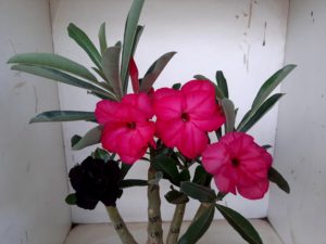 LEILÃO Nº 501 - Imagem 11