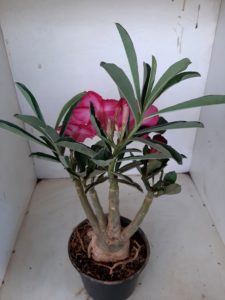 LEILÃO Nº 501 - Imagem 9