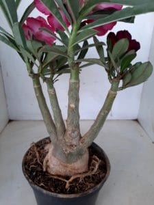 LEILÃO Nº 501 - Imagem 8