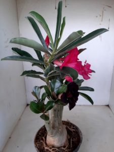 LEILÃO Nº 501 - Imagem 7