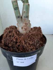 LEILÃO Nº 504 - Imagem 7