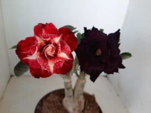 LEILÃO Nº 504 - Imagem 3