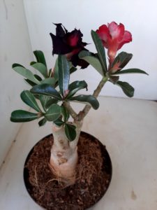 LEILÃO Nº 504 - Imagem 6