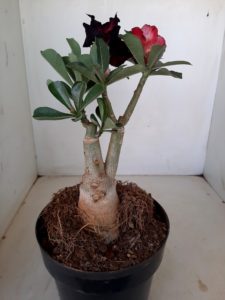 LEILÃO Nº 504 - Imagem 5