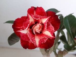 LEILÃO Nº 504 - Imagem 4