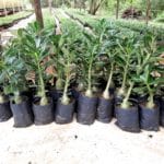 Planta Cavalo / Porta-Enxerto