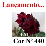 ENXERTO COR LM 440