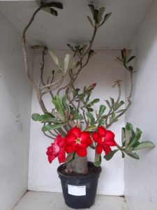 Planta Dobrada 1172 – 70cm – 06 anos - Imagem 4
