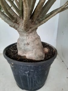 Planta Dobrada 1172 – 70cm – 06 anos - Imagem 10