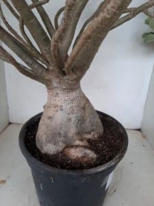 Planta Dobrada 1172 – 70cm – 06 anos - Imagem 9