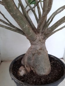 Planta Dobrada 1172 – 70cm – 06 anos - Imagem 8