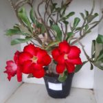 Planta Dobrada 1172 – 70cm – 06 anos