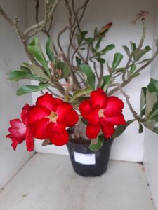 Planta Dobrada 1172 – 70cm – 06 anos