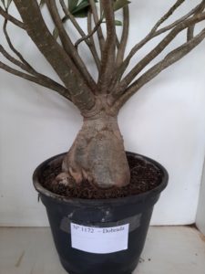 Planta Dobrada 1172 – 70cm – 06 anos - Imagem 5