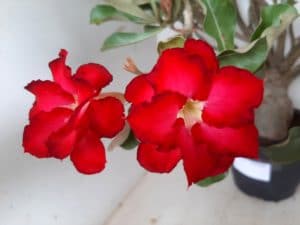 Planta Dobrada 1172 – 70cm – 06 anos - Imagem 3