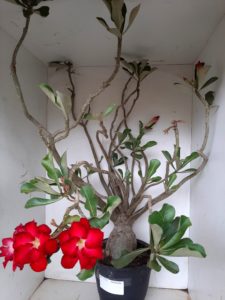 Planta Dobrada 1172 – 70cm – 06 anos - Imagem 6