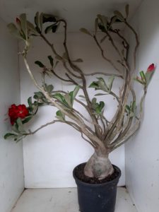 Planta Dobrada 1172 – 70cm – 06 anos - Imagem 13