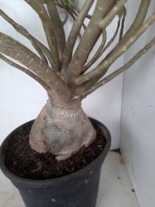 Planta Dobrada 1172 – 70cm – 06 anos - Imagem 12