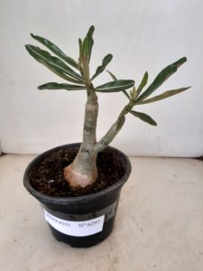 ENXERTO 6297 – 20cm  (cor LM 247) - Imagem 2