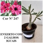 ENXERTO 6297 – 20cm  (cor LM 247)