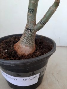 ENXERTO 6297 – 20cm  (cor LM 247) - Imagem 6