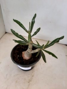 ENXERTO 6297 – 20cm  (cor LM 247) - Imagem 5