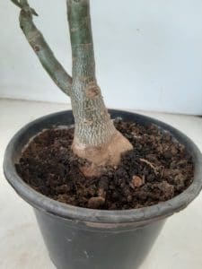 ENXERTO 6297 – 20cm  (cor LM 247) - Imagem 4