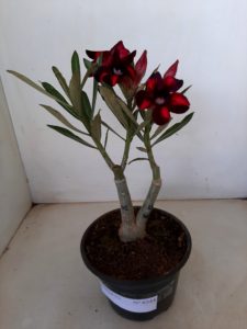 ENXERTO 6344 – 22cm  (cor LM 401) - Imagem 7